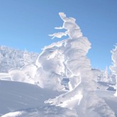 Quái vật tuyết núi Zao: Vẻ đẹp kỳ vĩ của mùa đông Nhật Bản